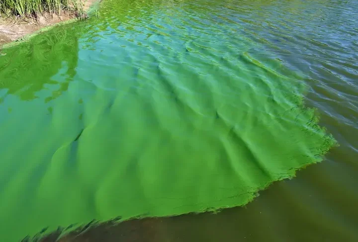 Alerta por cianobacterias en la costa del Río de la Plata